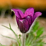 Прострел обыкновенный (Pulsatilla vulgaris)