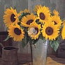 Подсолнечник летний (Helianthus annuus) Подсолнечник летний (Helianthus annuus)