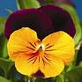 Виола рогатая (Viola cornuta)
