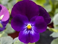 Виола рогатая (Bel Viso F1)