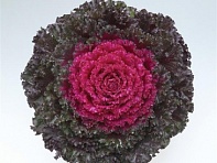 Декоративная капуста (Crystal)