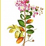 Лагерстремия индийская (Lagerstroemia indica)