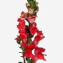 Львиный зев (Антирринум) большой (Antirrhinum majus)