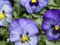 Виола Виттрока