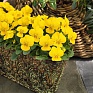 Виола рогатая (Viola cornuta)