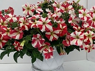 Петуния ампельная гибридная (Gioconda F1)