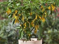 Перец летний (Hot Lemon)