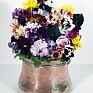 Виола Виттрока бахромчатая (Viola wittrockiana)