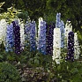 Дельфиниум высокий (Delphinium elatum)