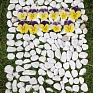 Виола гибридная (Viola wittrockiana x cornuta)