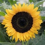 Подсолнечник летний (Helianthus annuus)