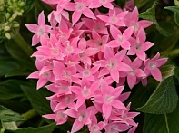 Пентас ланцетовидный