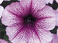 Петуния многоцветковая (Mirage F1)