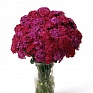 Гвоздика турецкая (Dianthus barbatus)
