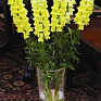 Львиный зев (Антирринум) большой (Antirrhinum majus)