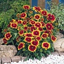 Гайлардия остистая крупноцветковая (Gaillardia aristata grandiflora)
