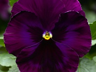 Виола Виттрока