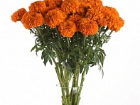 Бархатцы прямостоячие (Xochi F1)