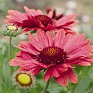 Гайлардия остистая крупноцветковая (Gaillardia aristata grandiflora)