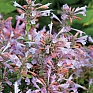 Многоколосник гибридный (Agastache hybrida)