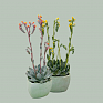 Эхеверия Пикока (Echeveria peacockii (desmetiana))