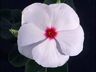 Катарантус розовый (Ocean F1)