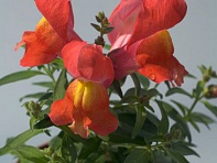 Львиный зев (Антирринум) большой (Snappy F1)