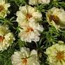 Портулак крупноцветковый (Portulaca grandiflora)