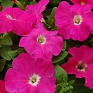Петуния многоцветковая (генетически компактная) (Petunia multiflora)