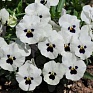 Виола рогатая (Viola cornuta)