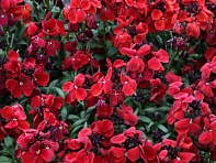 Лакфиоль Чери (Sugar Rush F1)