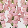 Львиный зев (Антирринум) большой (Antirrhinum majus)