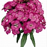 Гвоздика турецкая (Dianthus barbatus)