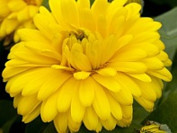 Календула лекарственная (Costa)