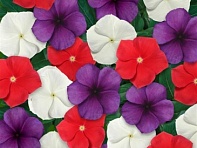 Катарантус розовый (Tattoo)