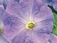 Петуния многоцветковая (Carpet F1)