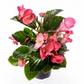 Бегония гибридная (зеленая листва) (Begonia hybrida)