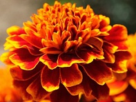 Бархатцы отклоненные (Cresta)