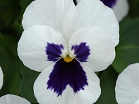 Виола рогатая (Quicktime F1) Виола рогатая (Quicktime F1)