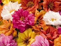 Портулак крупноцветковый (Sundial F1)