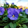 Виола рогатая (Viola cornuta)