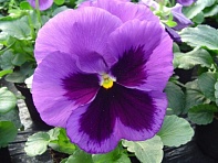 Виола Виттрока (Xtrada F1)