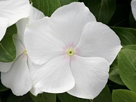 Катарантус розовый (Cobra F1)