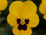 Виола рогатая (Sorbet XP F1)