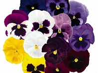 Виола виттрока