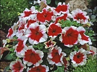 Петуния крупноцветковая (Donna F1)