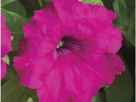 Петуния ампельная гибридная (FlashForward F1)