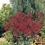 Гейхера кроваво-красная (Heuchera sanguinea)
