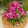Гвоздика китайская х турецкая (Dianthus chinensis x barbatus)