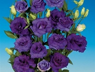 Лизиантус (Эустома) крупноцветковый (ABC F1)